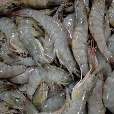 Udang Vaname Segar