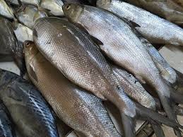 Ikan Nila Segar Ukuran Konsumsi